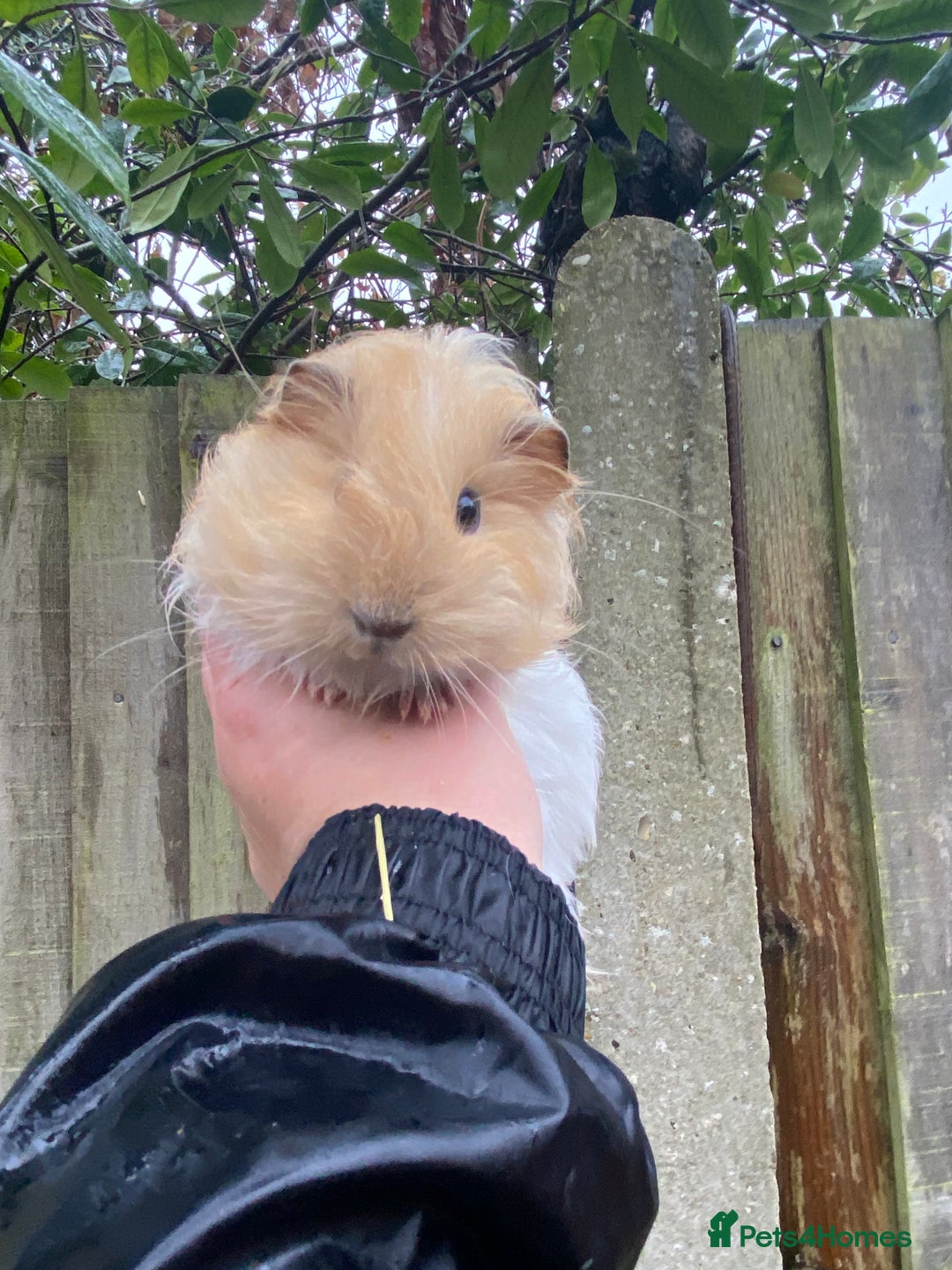 Guinea Pig rodents for sale: Fluffy long haired Peruvian cross Sheltie babies - Advert 3