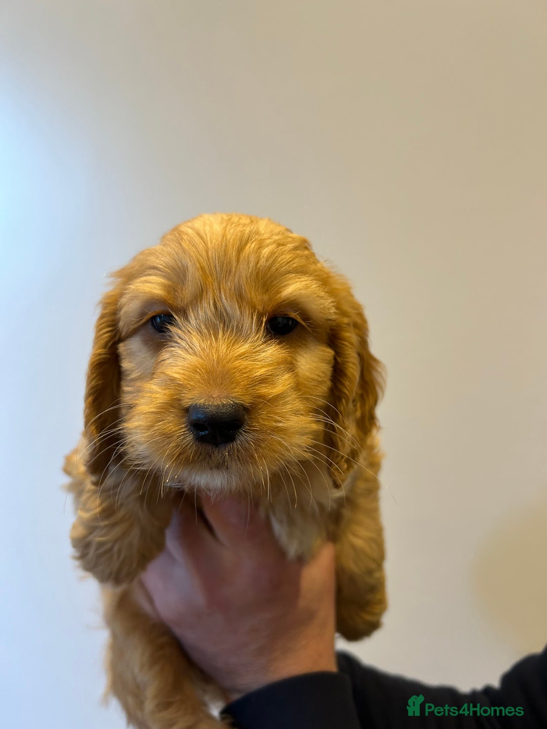 Cockapoo dogs for sale: Cockapoo puppies f1 gorgeous little babys - Advert 11