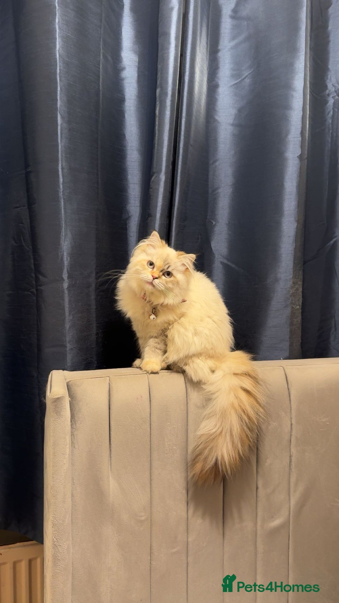 Ragdoll cats for sale: Reserved🐾Gorgeous Ragdoll Girl Ready to Leave 🐾 - Advert 4