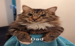 Maine Coon cats for sale: Maine Coon kittens  - Image 12
