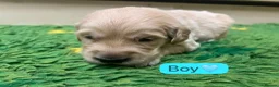Golden Retriever dogs for sale: KC registered Golden Retriever puppies - Advert 25