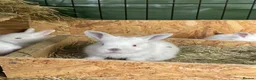 Californian rabbits for sale: Californian New Zealand baby rabbits small holding in Northampton - Advert 3