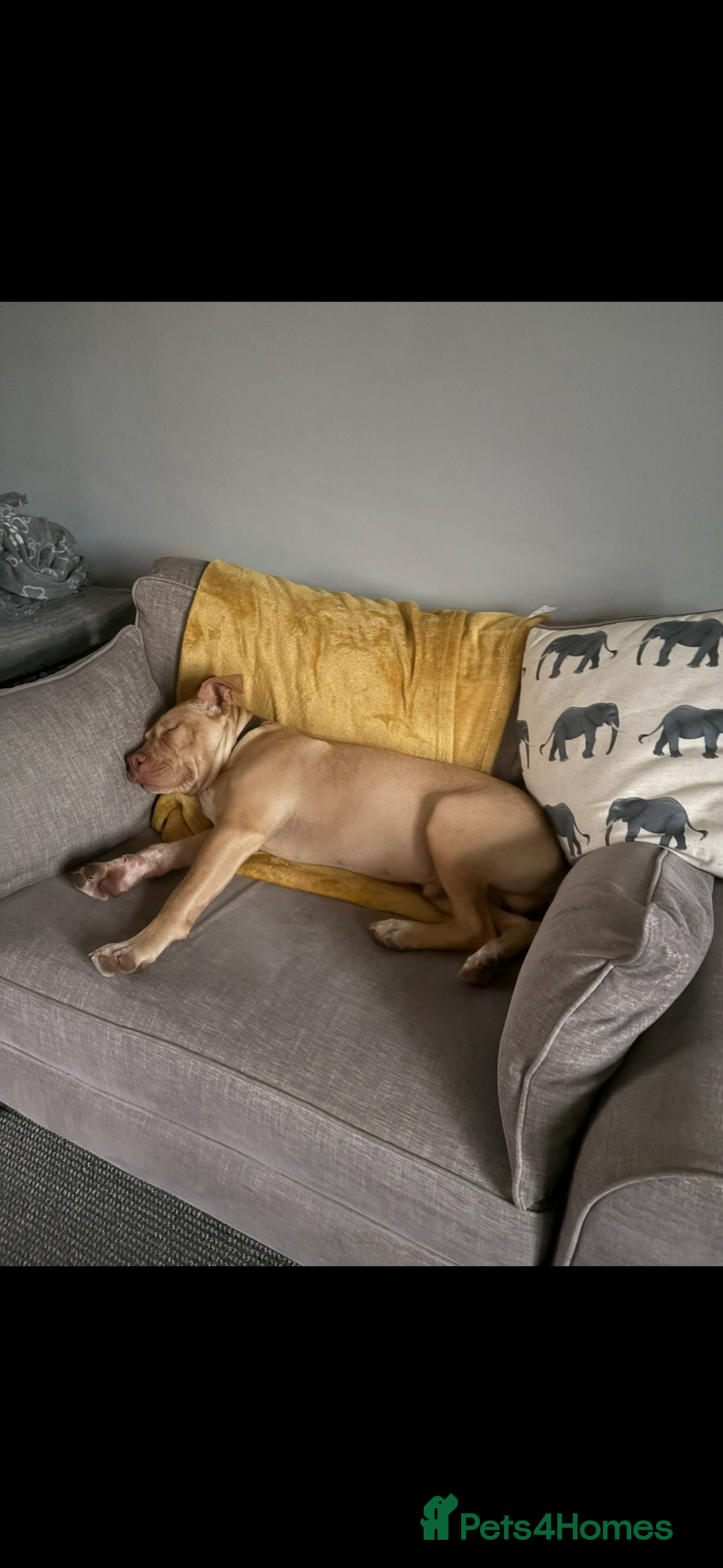 Staffordshire Bull Terrier dogs for sale: Beautiful Bailey  - Image 9