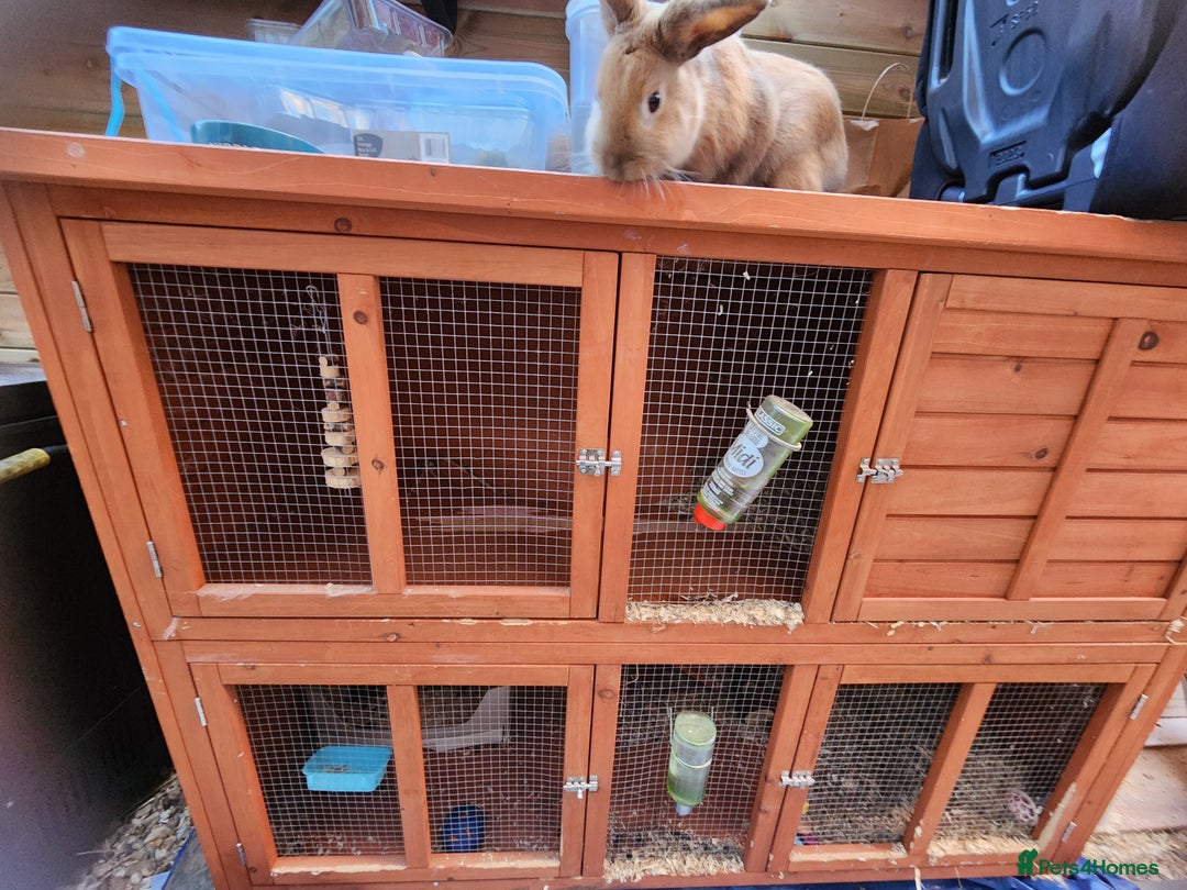 Flemish rabbits for sale: Rabbit for sale , name :fudge , LITTLEHAMPTON  - Advert 2