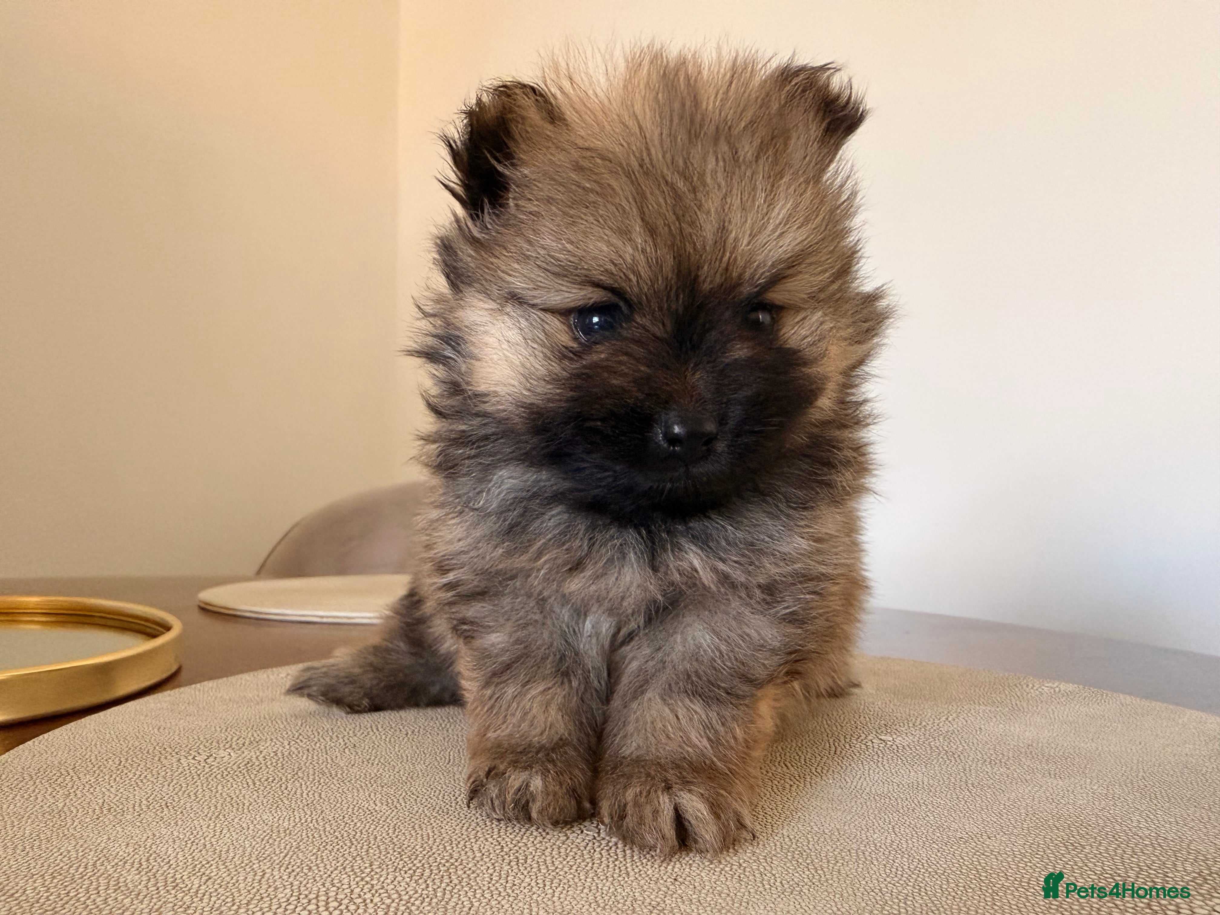 Pomeranian dogs 2 amazing males available - Advert 2
