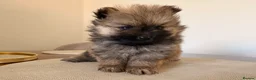 Pomeranian dogs for sale: 2 amazing males available - Advert 2