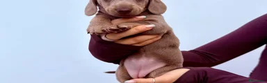 Miniature Dachshund 4