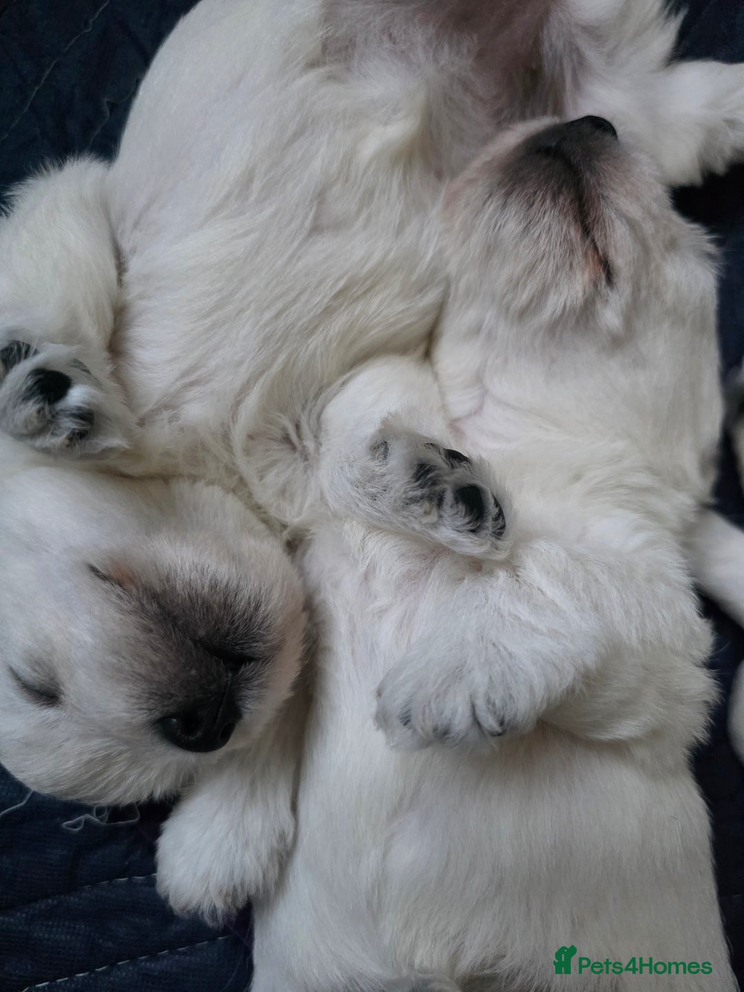 West Highland Terrier dogs for sale: Strong full of life and joy girls KC registered  - Advert 12