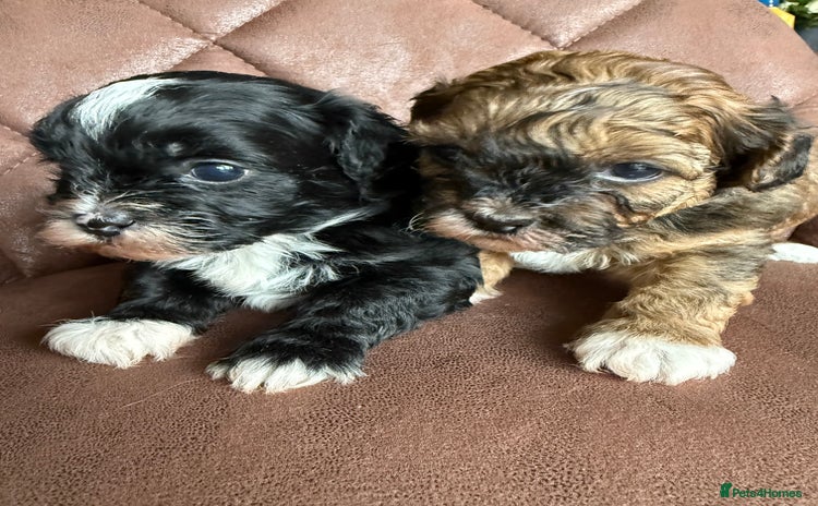 Shihpoo dogs - Advert 1