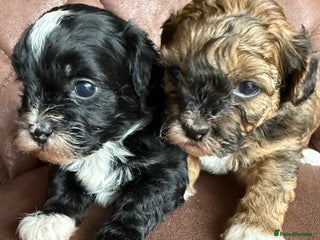 Shihpoo dogs for sale - Advert 1