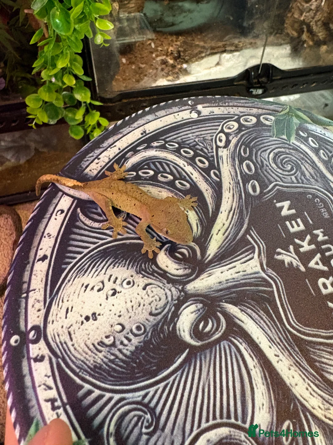Gecko reptiles for sale: Baby Crested gecko  - Advert 10