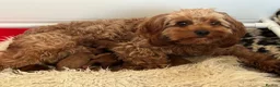 Cavapoo dogs for sale: Adorable teddy bear toy cavapoo  - Advert 34