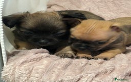 Chihuahua dogs for sale: Chihuahua Pup for Sale - Image 3