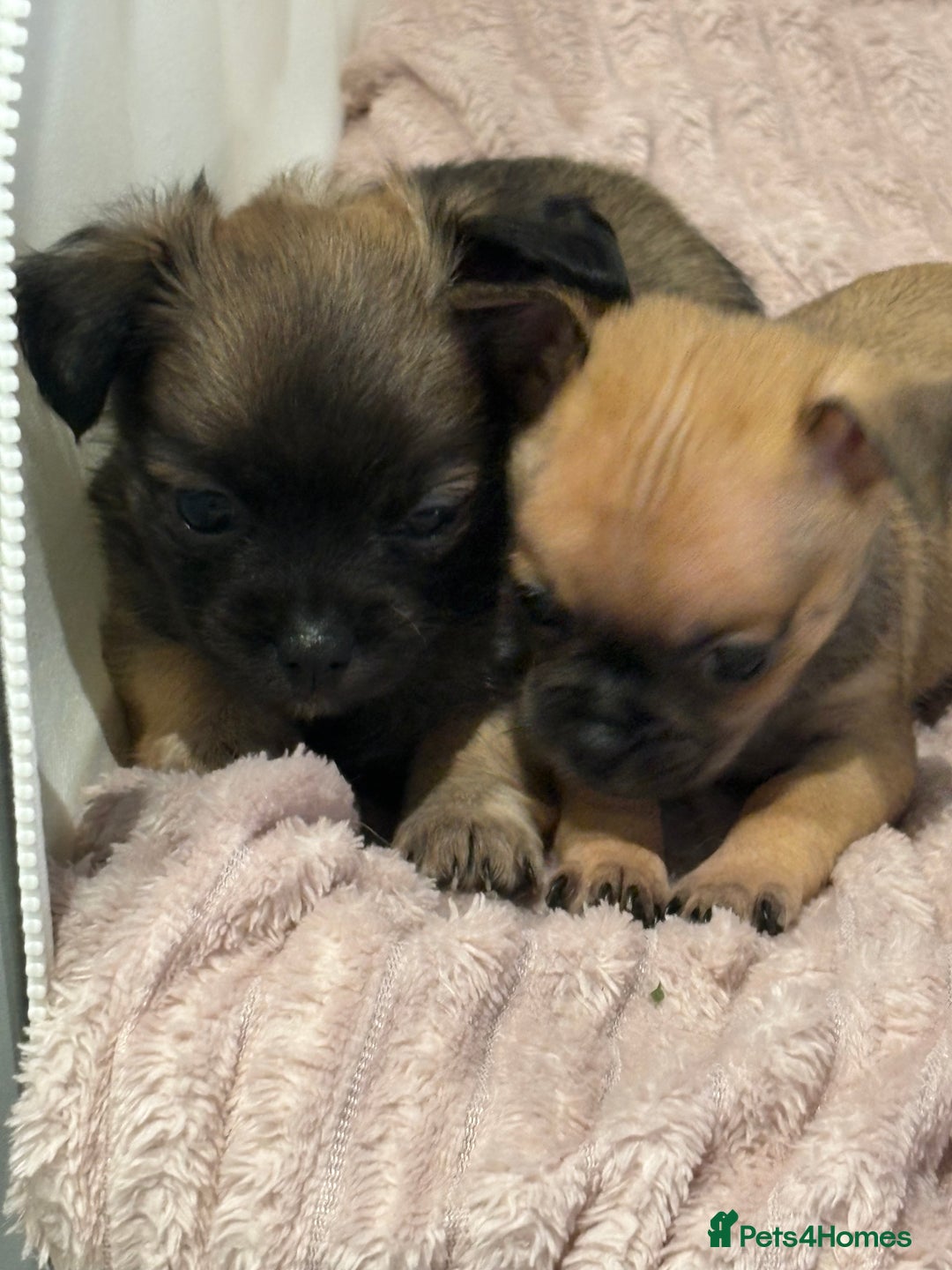Chihuahua dogs for sale: Chihuahua Pup for Sale - Image 3