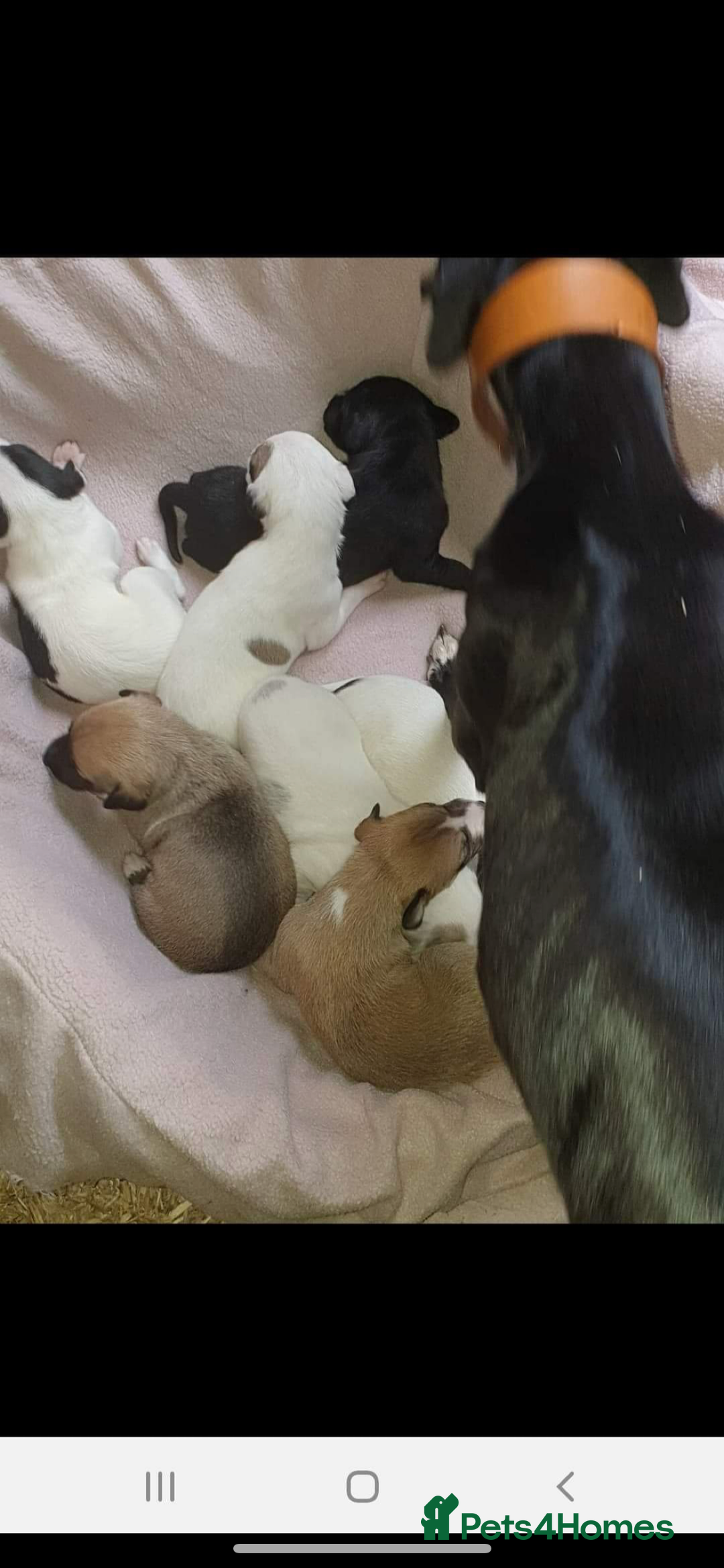 Whippet dogs for stud: PROVEN PEDIGREE WHIPPET FOR STUD in Doncaster - Image 7