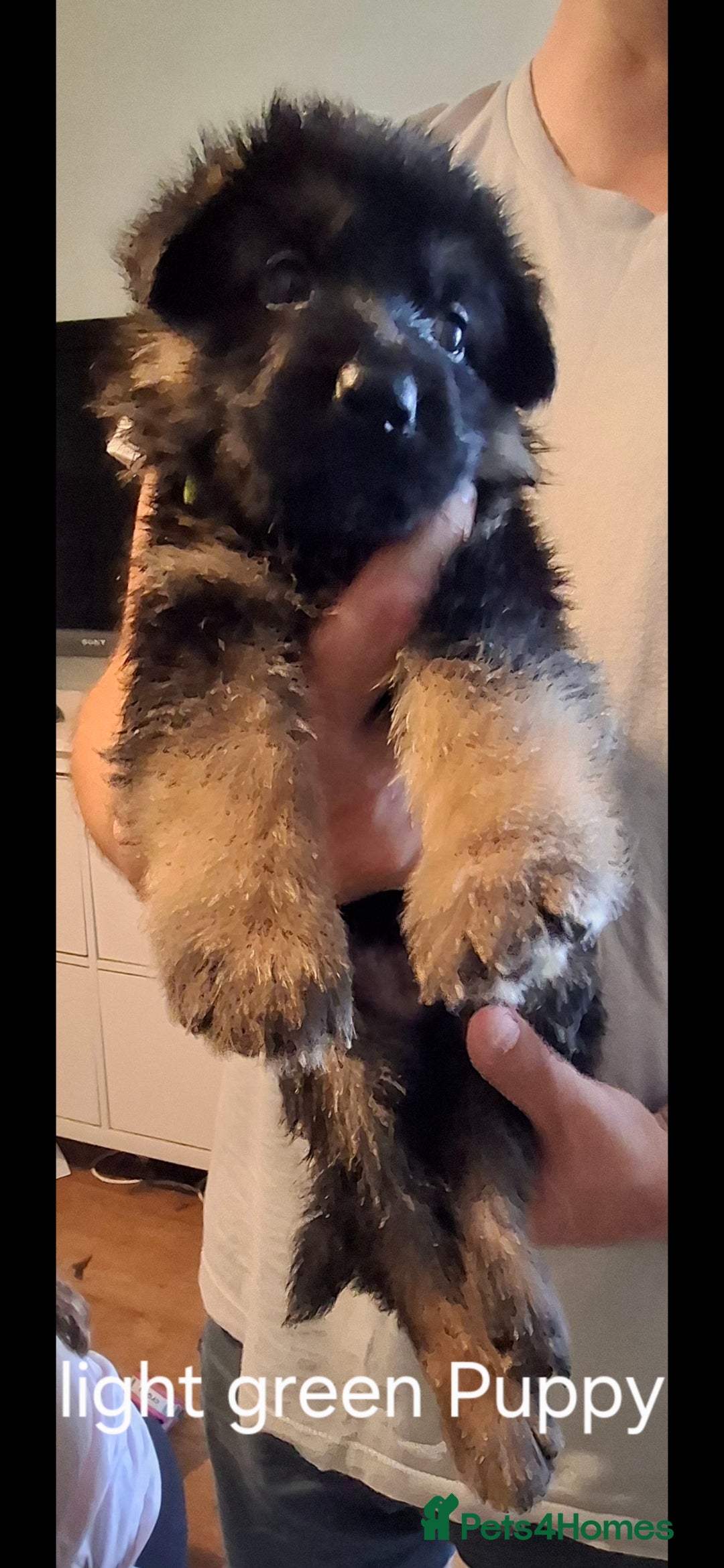 German Shepherd dogs for sale: Exceptional German shepherd puppies  - Image 24