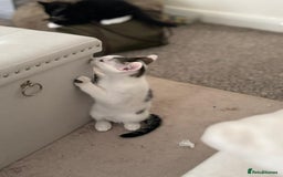 Mixed Breed cats for adoption: 4x 10 week rescue kittens waiting for homes - Image 9