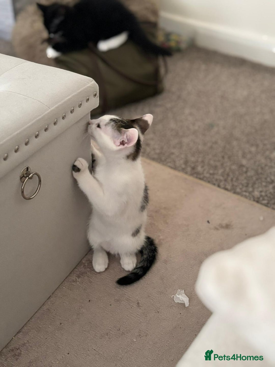 Mixed Breed cats for adoption: 4x 10 week rescue kittens waiting for homes - Image 9