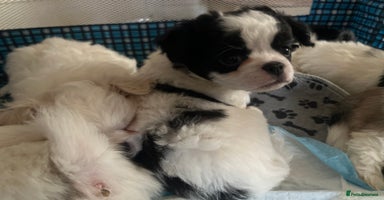 Mixed Breed dogs Beautiful bishon cross Japanese chin - Advert 4
