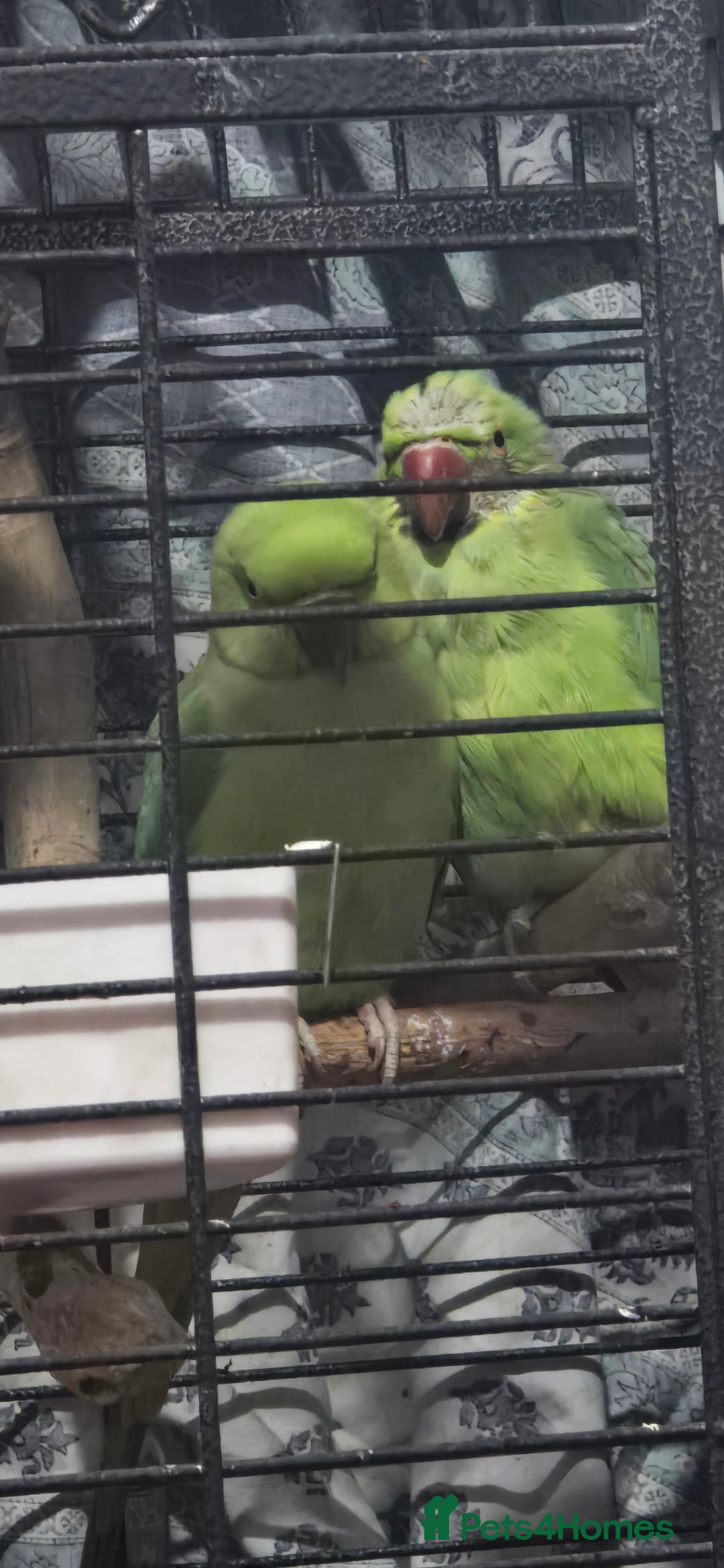 Ringnecks birds for sale: 2 indian ringneck  - Advert 2