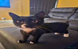 Mixed Breed cats for sale: Kitten great with Dogs, Cats, Young Children - Image 6