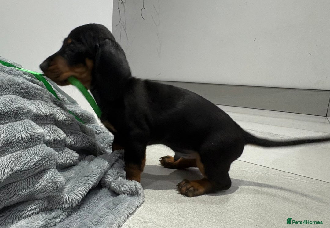 Miniature Dachshund dogs for sale: Gorgeous Miniature Dachshunds - Advert 20
