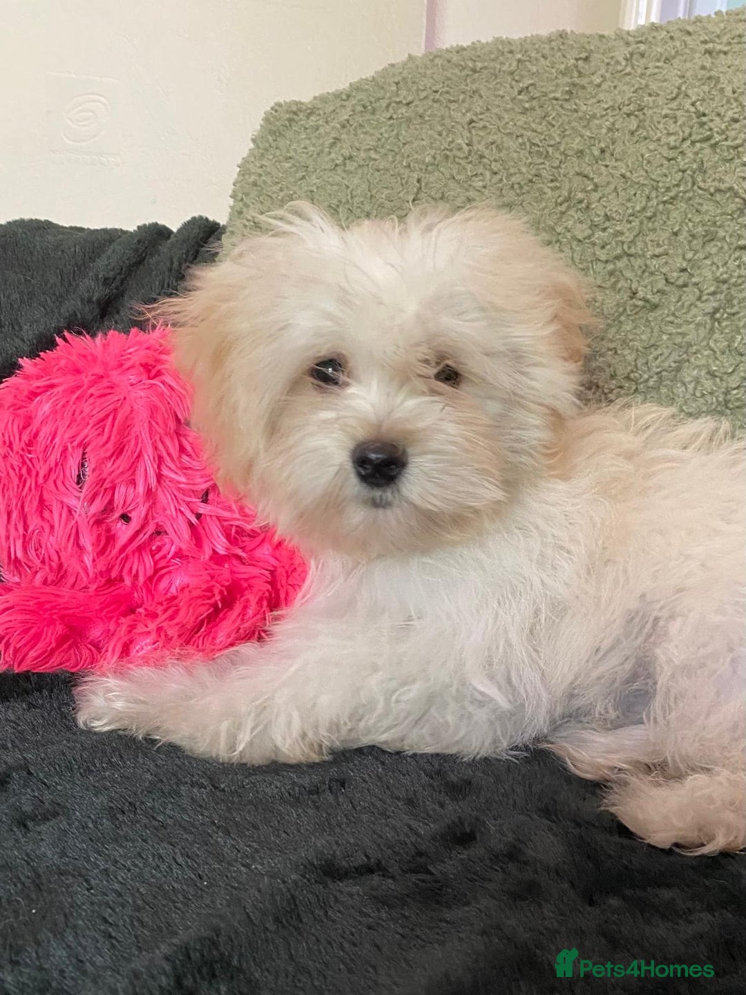 Maltipoo dogs for sale: maltipoo puppies for sale  - Image 23