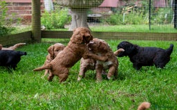 Goldendoodle dogs for sale: F1b Miniature Goldendoodles - Waiting List Open - Image 2