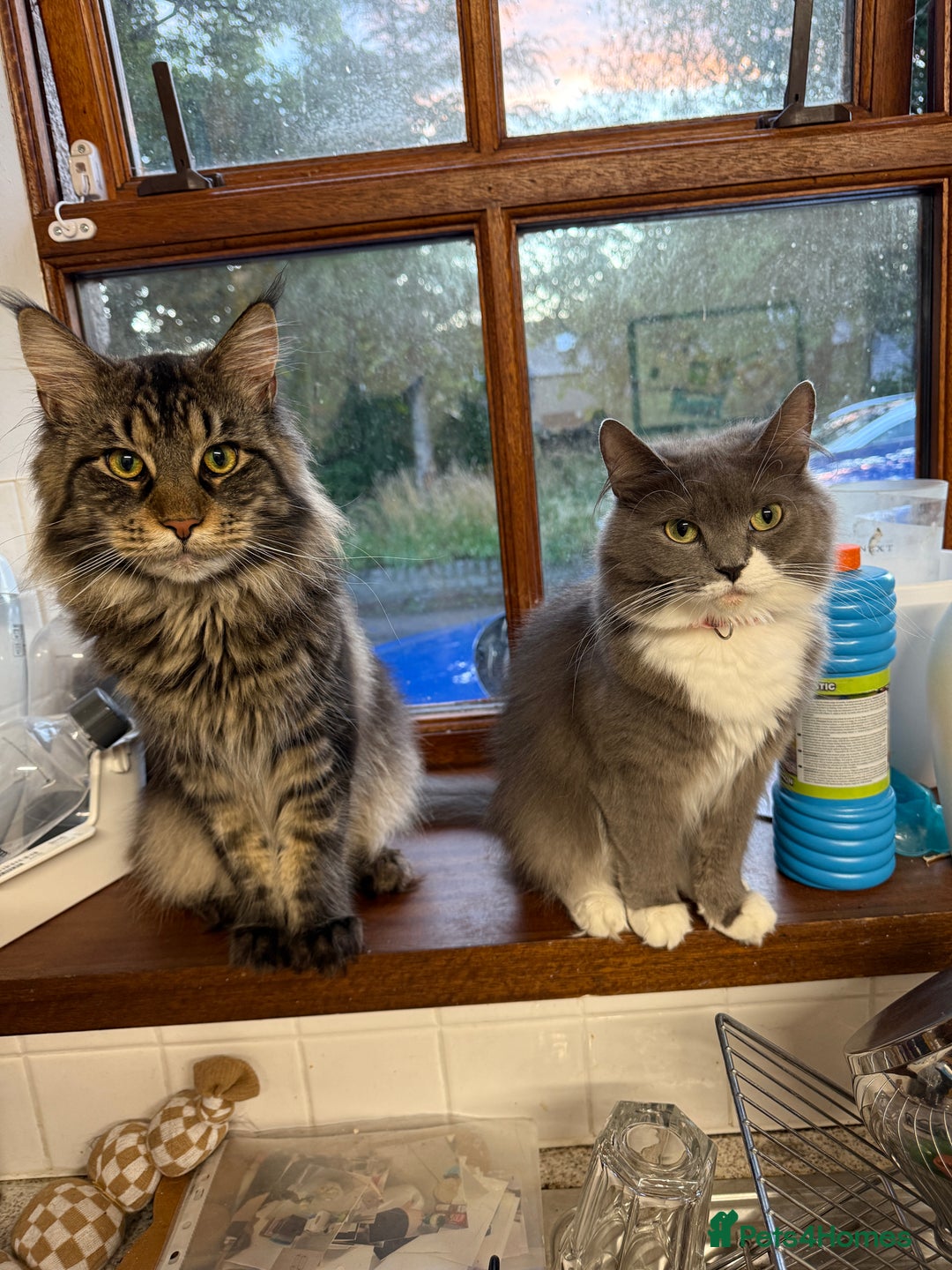 Ragcoon cats for sale: Maine Coon/Ragdoll Cross - Image 14