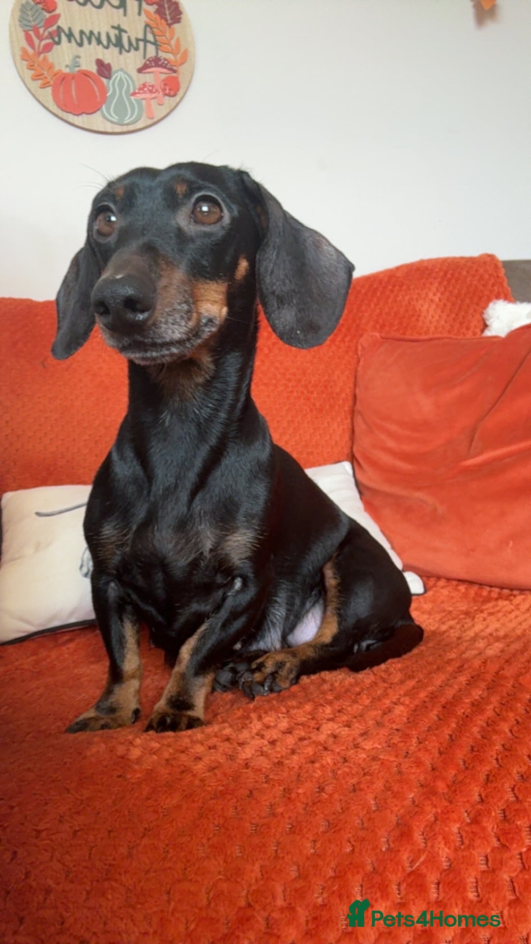 Mixed Breed dogs for sale: Dashi apso puppies  - Advert 1