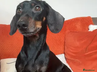 Mixed Breed dogs Dashi apso puppies - Advert 13