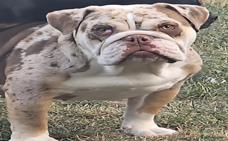 English Bulldog dogs - Advert 1