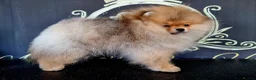 Pomeranian dogs for sale: Luxury Pomeranian puppies for sale!!! - Advert 15