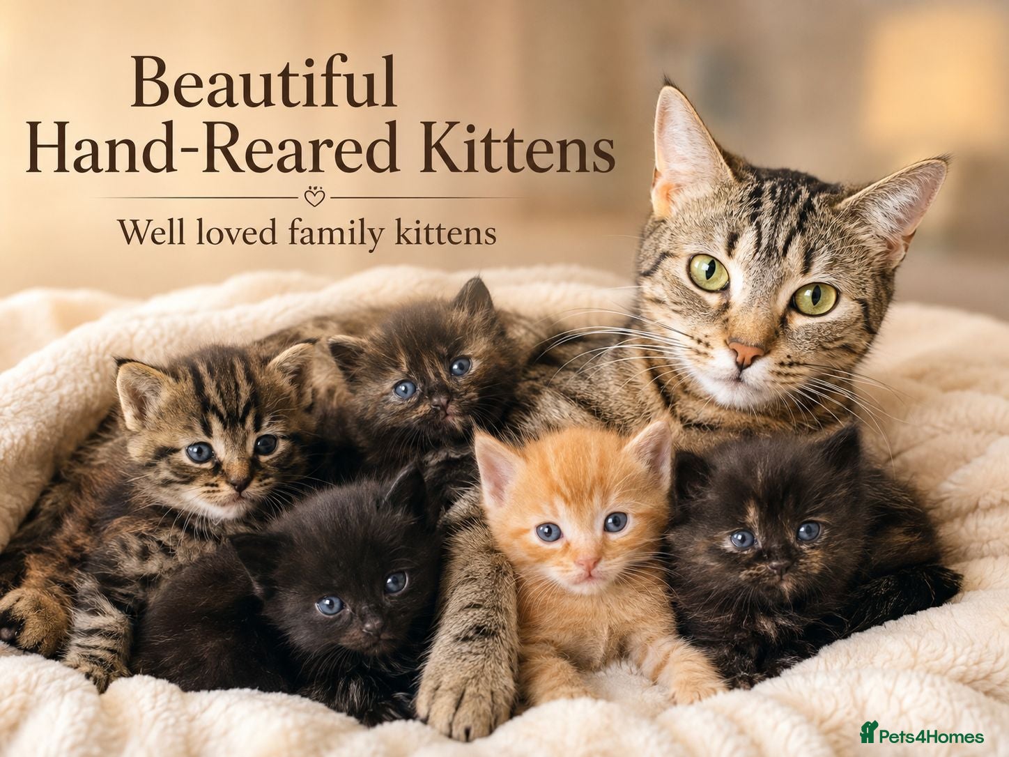 British Shorthair cats Beautiful Kittens 🐾Well Socialised, Loving  Pets - Advert 1
