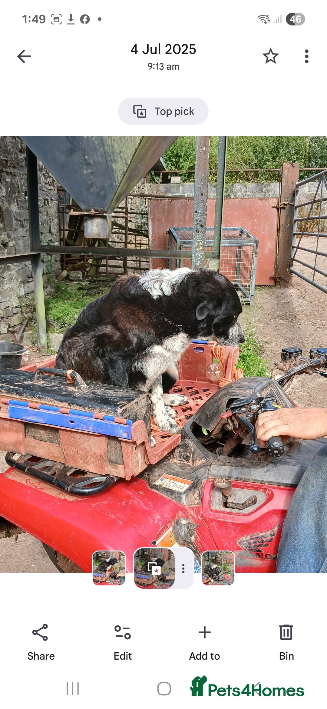 Border Collie dogs for sale: Adorable sherp dog pups for sale - Advert 14