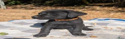Mixed Breed dogs for sale: Beautiful Lab x rotty pups  in Exeter - Advert 22