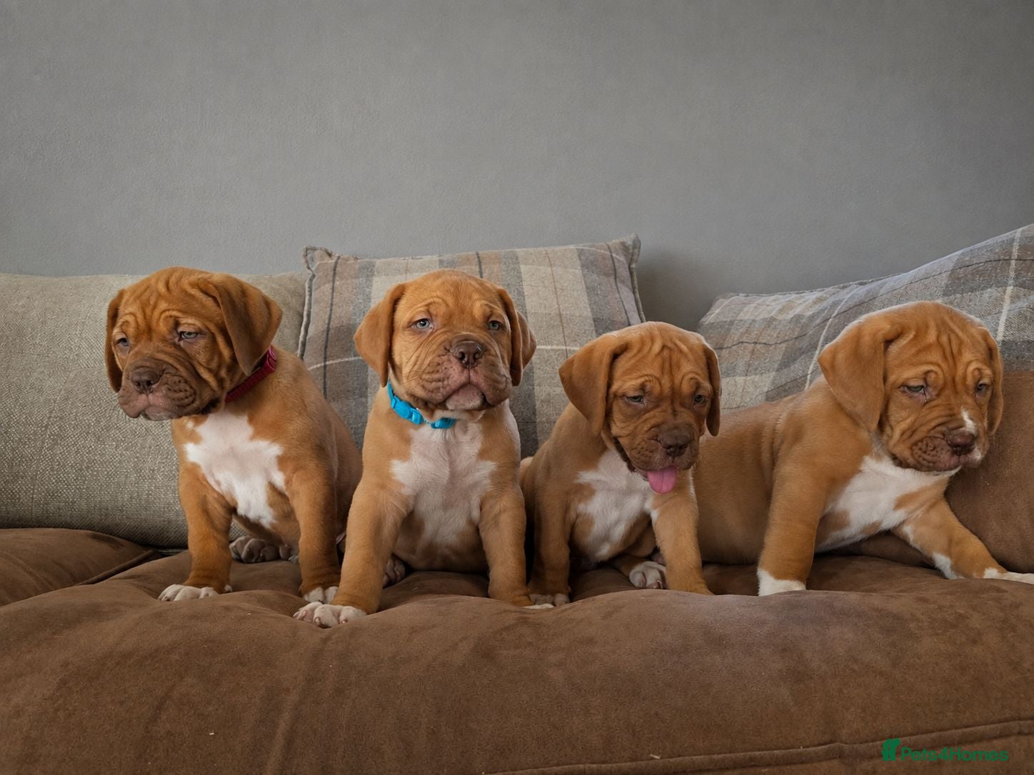 Dogue De Bordeaux dogs Beautiful Dogue de Bordeaux Puppies  - Advert 2