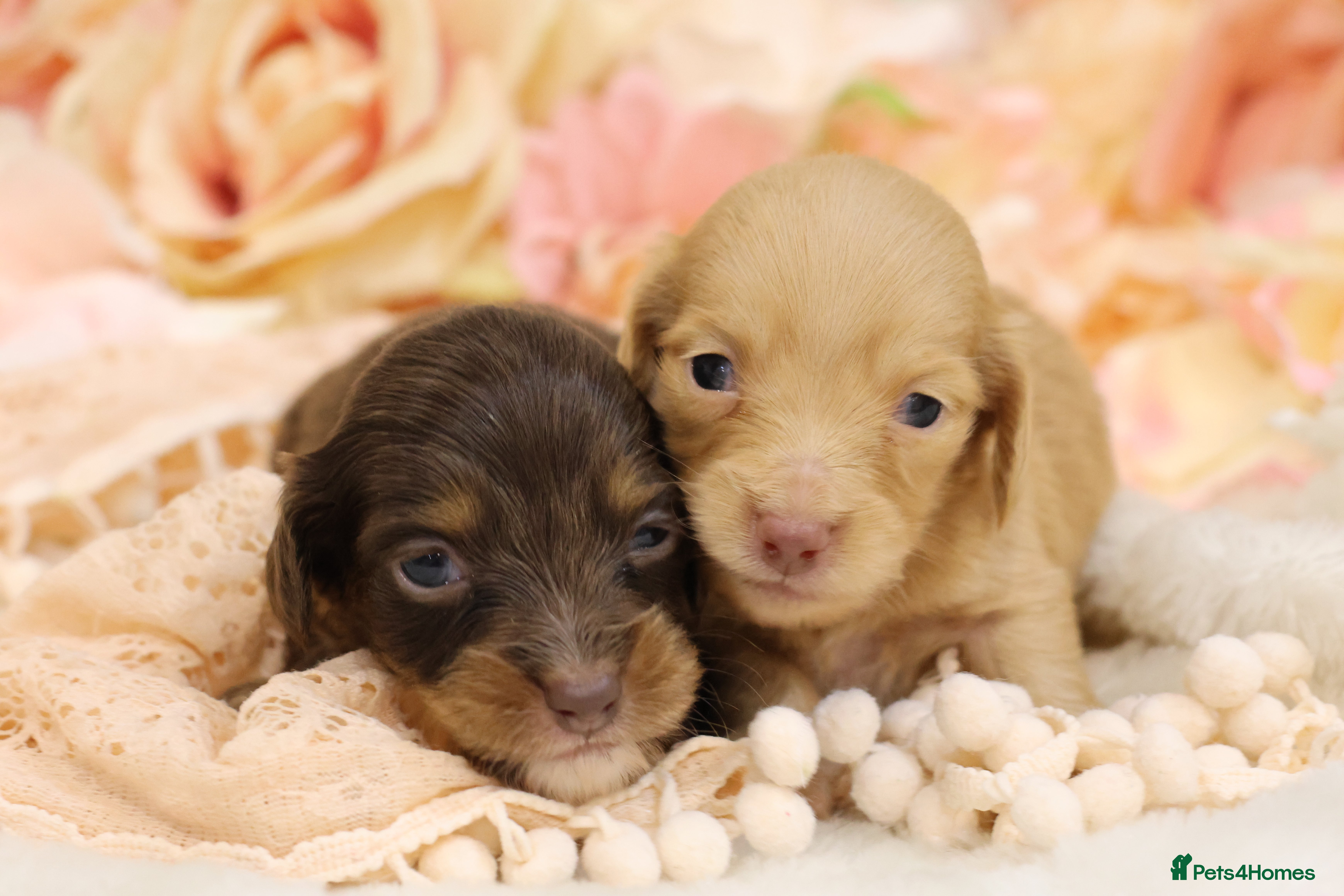 Miniature Dachshund dogs KC Longhair Miniature Dachshund Puppies - Advert 2