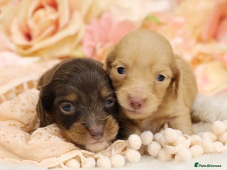 Miniature Dachshund dogs KC Longhair Miniature Dachshund Puppies - Advert 4