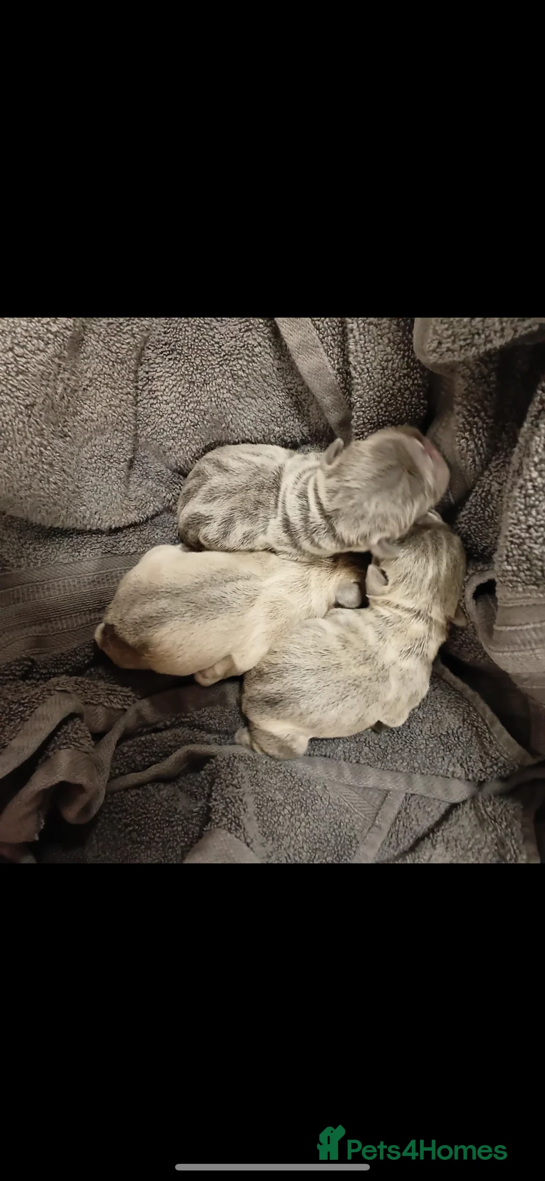 French Bulldog dogs for sale: RAREST CHAMPION FRENCHIES. 2 LEFT! - Advert 6