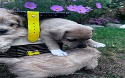 Jackapoo dogs for sale: Three jackapoo puppies - Image 15
