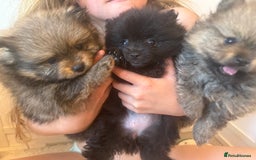 Pomeranian dogs for sale: Stunning Pomeranian puppies - Image 15