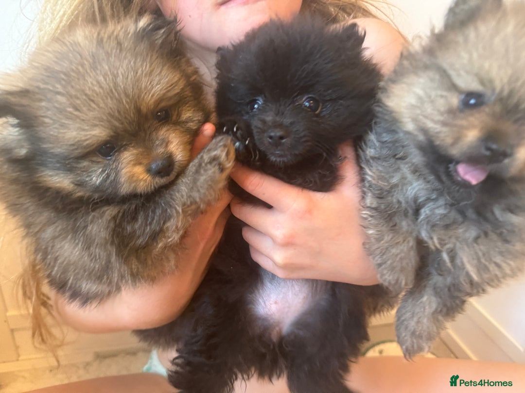 Pomeranian dogs for sale: Stunning Pomeranian puppies - Image 15