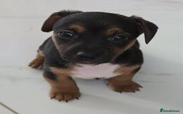 Jack Russell dogs for sale: Jack Russell pups - Image 35