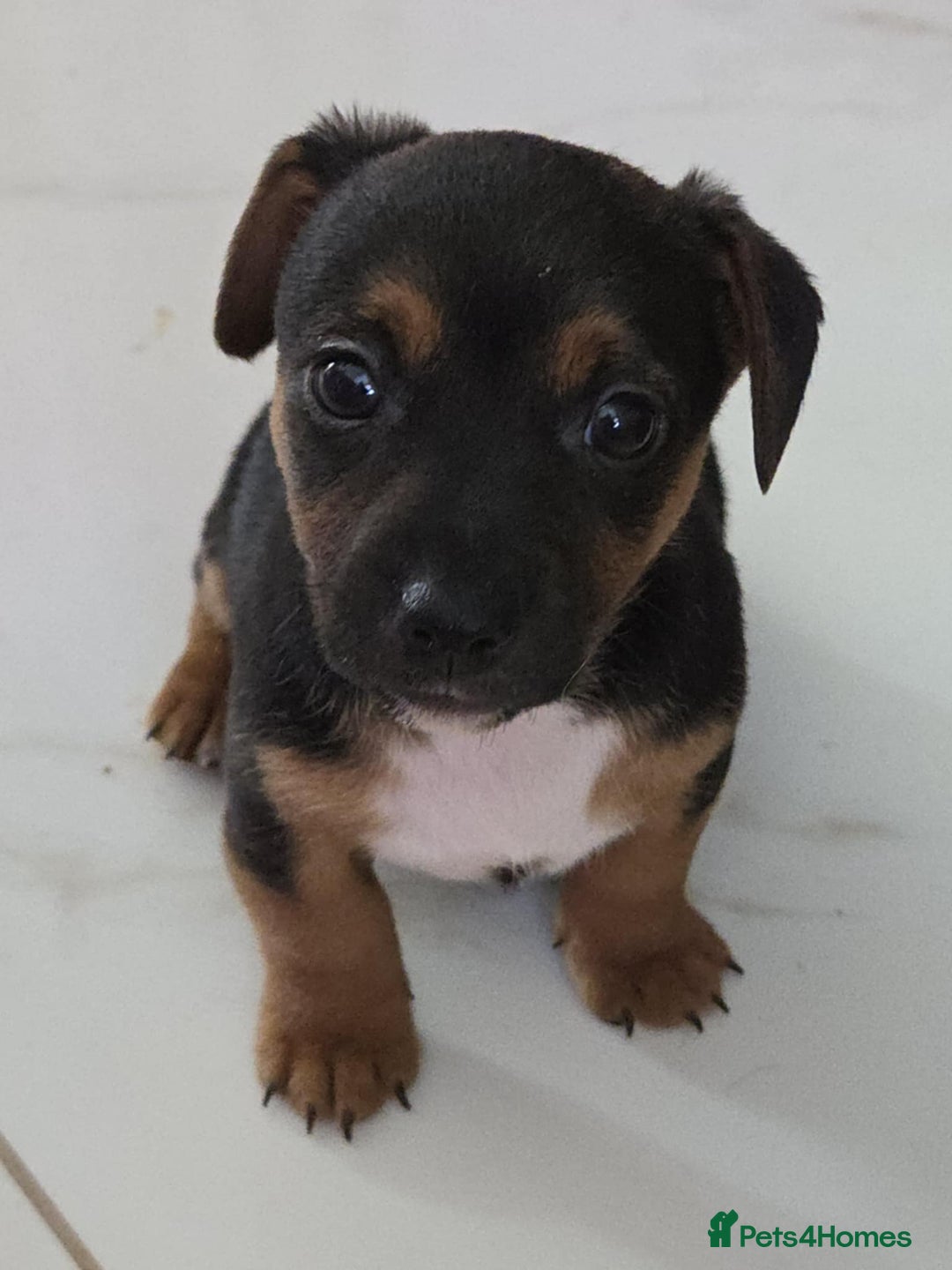 Jack Russell dogs for sale: Jack Russell pups - Image 35
