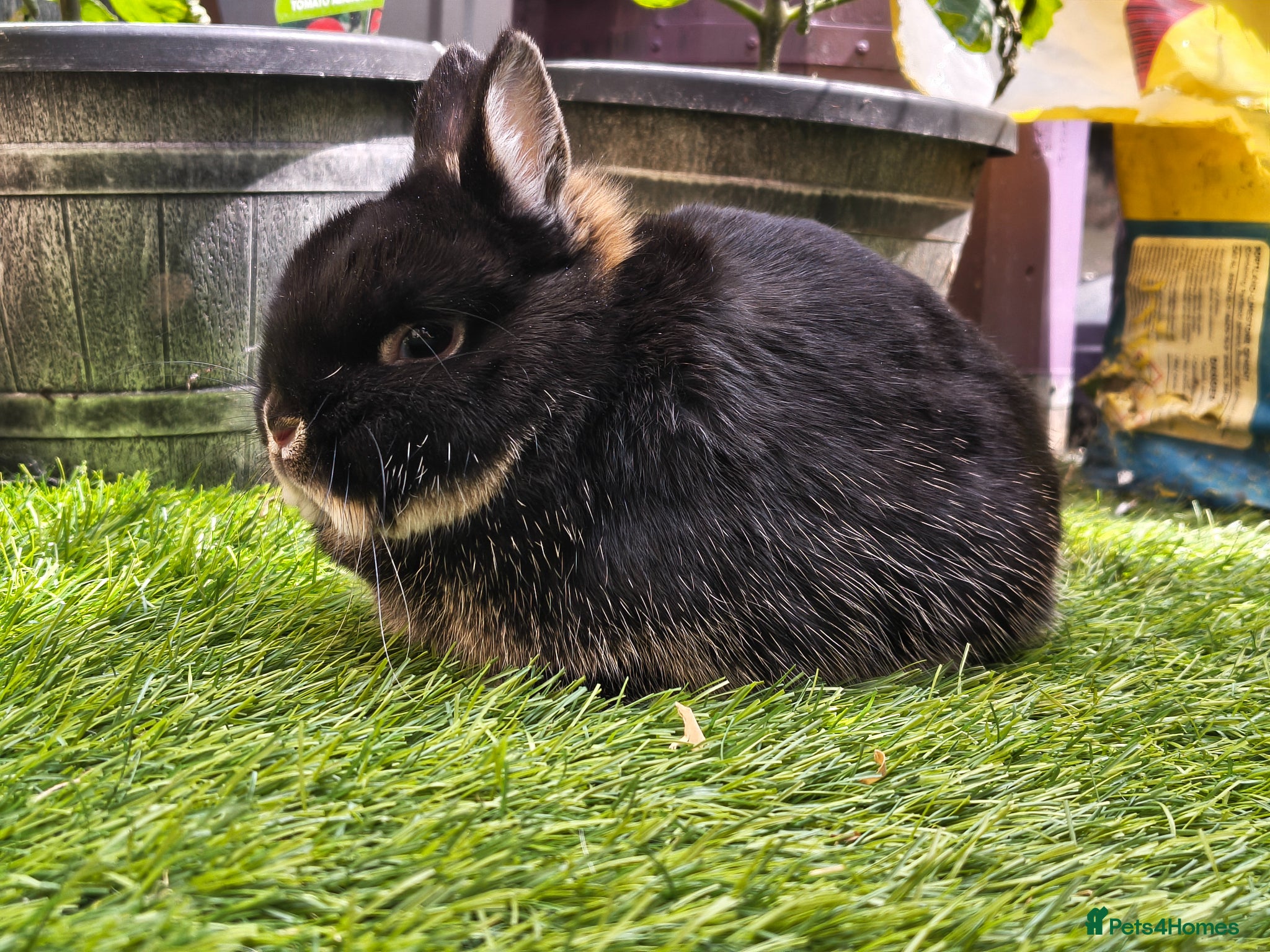 Netherland Dwarf rabbits 3 Netherlands dwarfs  - Advert 6