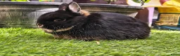 Netherland Dwarf rabbits for sale: 3 Netherlands dwarfs  - Advert 1