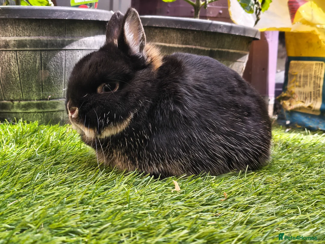Netherland Dwarf rabbits for sale: 3 Netherlands dwarfs  - Advert 1