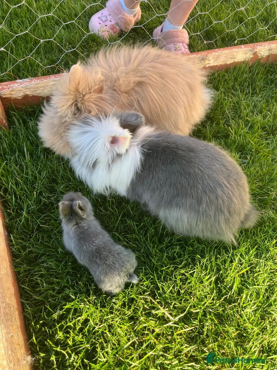 Lionhead rabbits for sale: Gorgeous double maned lionhead babies (6 weeks) - Advert 1