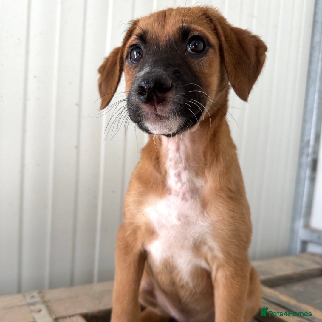 Mixed Breed dogs for adoption: Minnow (Hound/Shepherd mix) - Image 10
